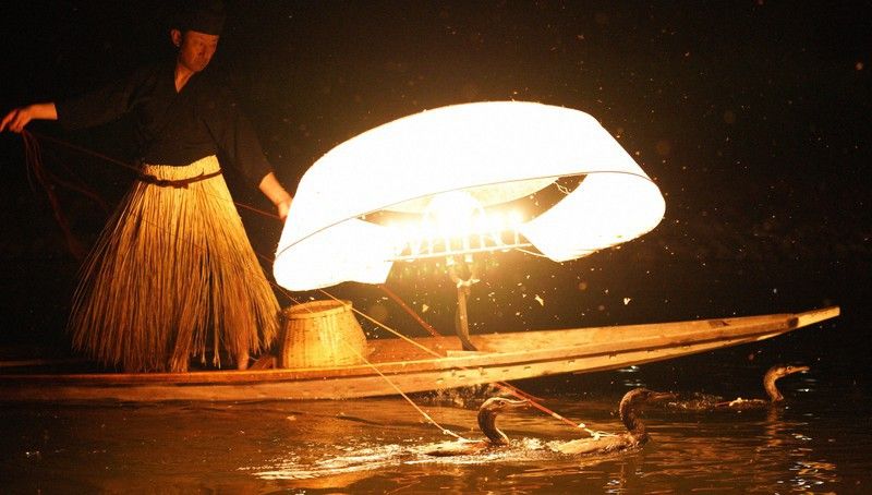 đánh bắt cá bằng chim cốc ở miyoshi